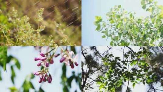 花草 大自然 雨后清晨 阳光树叶高清在线视频素材下载