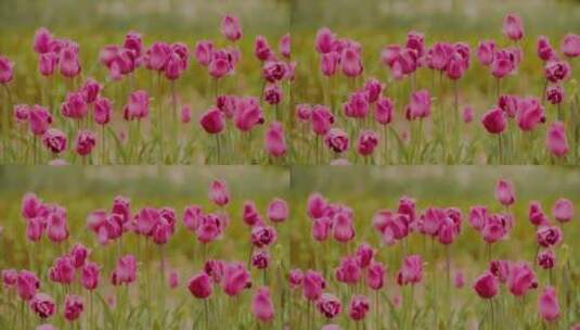 郁金香，花卉生产，粉红色，鲜花高清在线视频素材下载