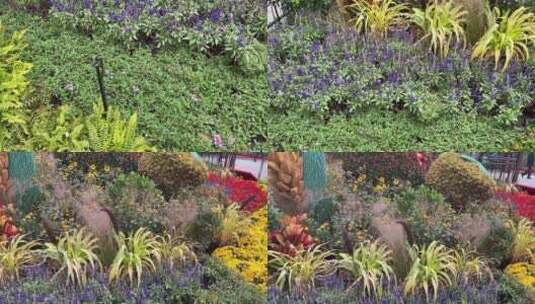 花坛花园花圃节日装饰花卉拼盘高清在线视频素材下载