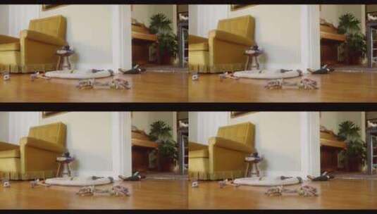哈巴狗在房间的木地板上玩玩具高清在线视频素材下载