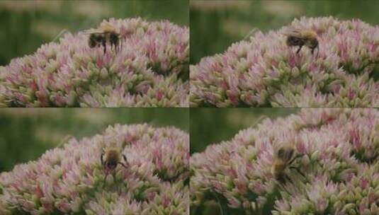 Carder Bee，昆虫，授粉，石杉高清在线视频素材下载