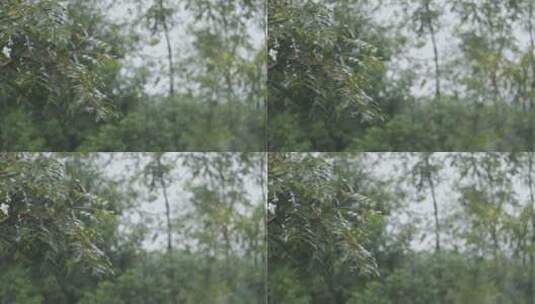 下雨时树林中摇晃的树叶高清在线视频素材下载