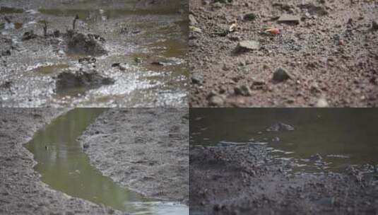湿地生物高清在线视频素材下载