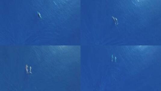 大海中遨游的海豚高清在线视频素材下载