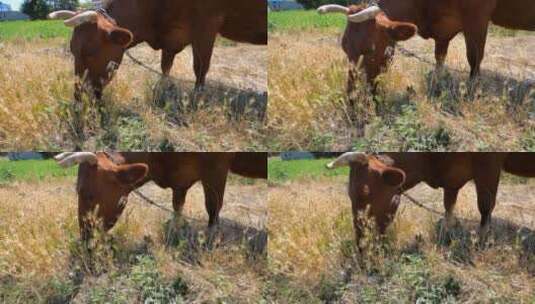 高清实拍棕牛吃草高清在线视频素材下载