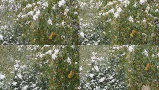 雪花飘落在树枝上特写镜头高清在线视频素材下载