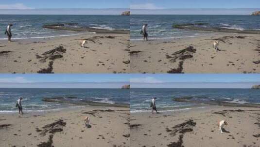 在沙滩上玩水和遛狗的人高清在线视频素材下载
