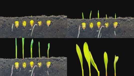 玉米生长的延时镜头高清在线视频素材下载