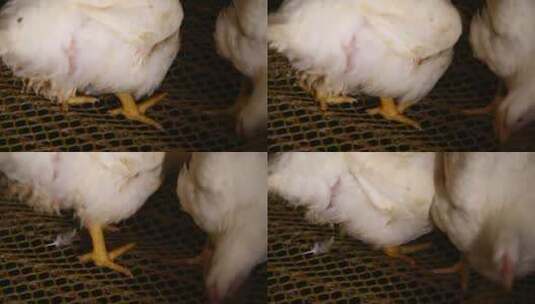 肉鸡白羽鸡的饲养 (14)高清在线视频素材下载