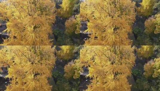 航拍四川成都崇州罨画池秋景高清在线视频素材下载