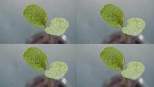 叶子上有水珠的绿色植物高清在线视频素材下载