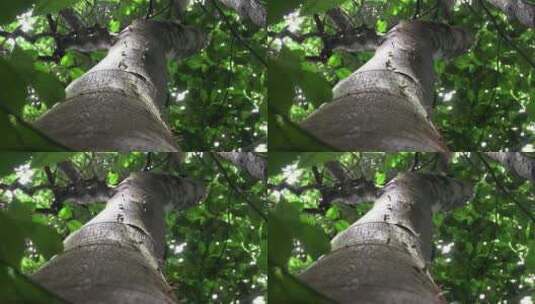 切叶蚁在树枝上移动树叶高清在线视频素材下载