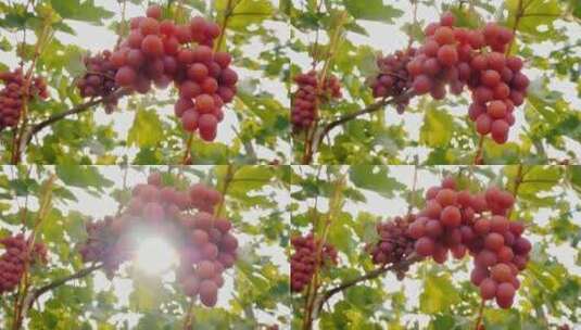 阳光透过多汁的成熟葡萄高清在线视频素材下载