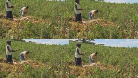 妇女在农田里劳作高清在线视频素材下载