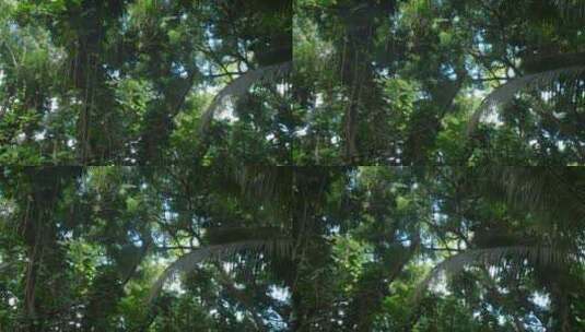 丛林深处的树冠高清在线视频素材下载