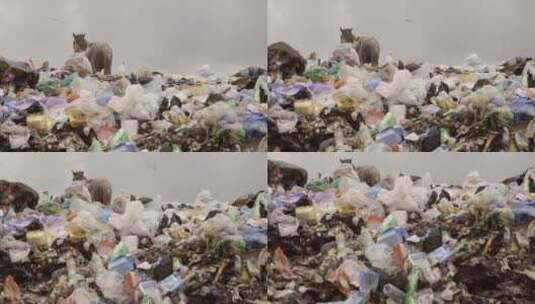 垃圾堆上的马高清在线视频素材下载