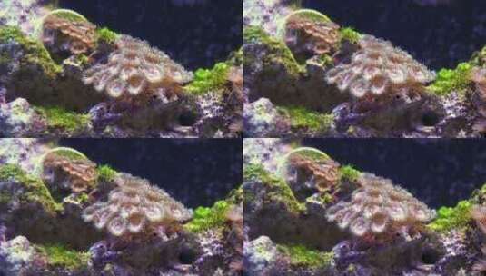 珊瑚礁上的海洋生物高清在线视频素材下载