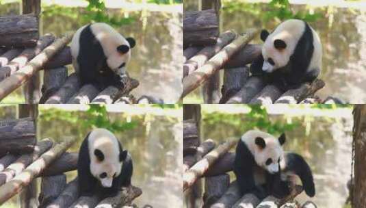 四川大熊猫高清在线视频素材下载