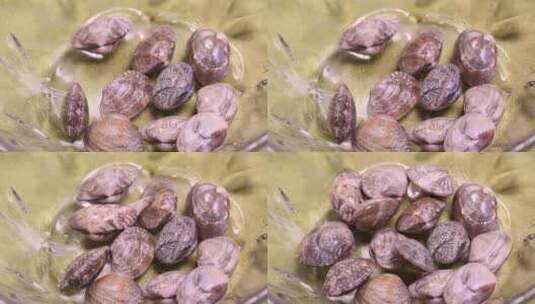 掰开花蛤花甲蛤蜊看内脏砂囊高清在线视频素材下载