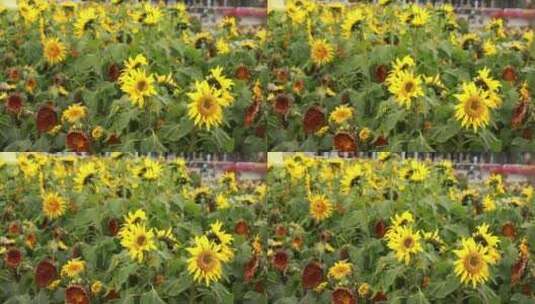 花丛里的向日葵高清在线视频素材下载