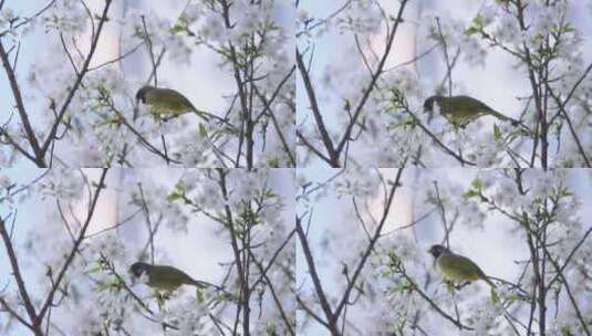 樱花树上的小鸟2高清在线视频素材下载