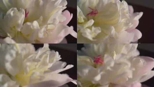 鲜花摄影芍药洋牡丹升格高清在线视频素材下载