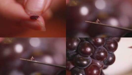 【镜头合集】刀尖刮下葡萄表面蚧壳虫卵高清在线视频素材下载