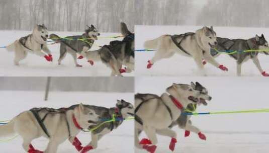 一队在雪地里奔跑的哈士奇雪橇狗高清在线视频素材下载