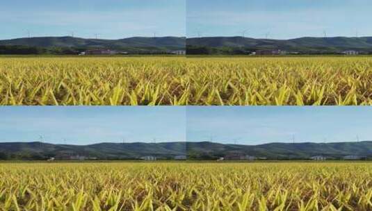 秋天的美丽的乡村稻田高清在线视频素材下载