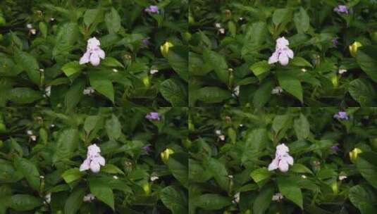 实拍鲜花万紫千红植物高清在线视频素材下载