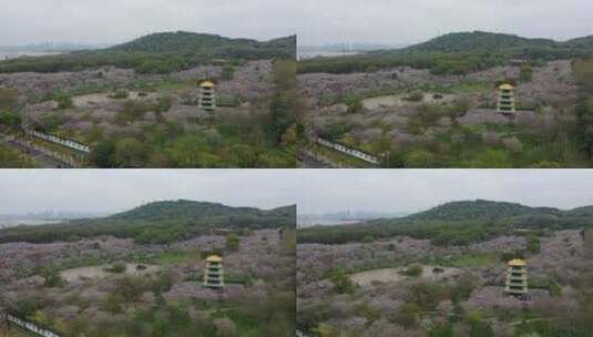 航拍武汉东湖樱园樱花春季东湖风景区高清在线视频素材下载