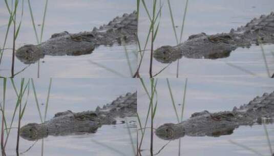湖中鳄鱼的特写镜头高清在线视频素材下载