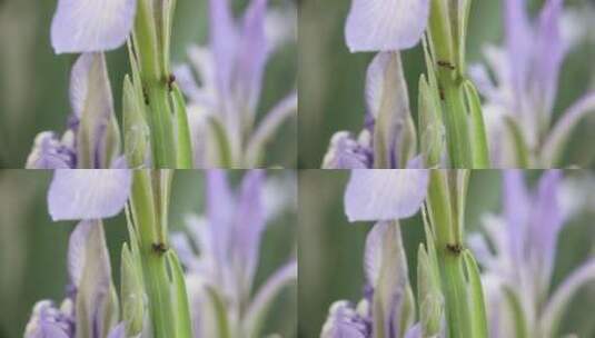 蚂蚁吸食马兰花汁水特写视频高清在线视频素材下载