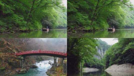 原始森林绿色植物大自然生态环境河流溪水高清在线视频素材下载