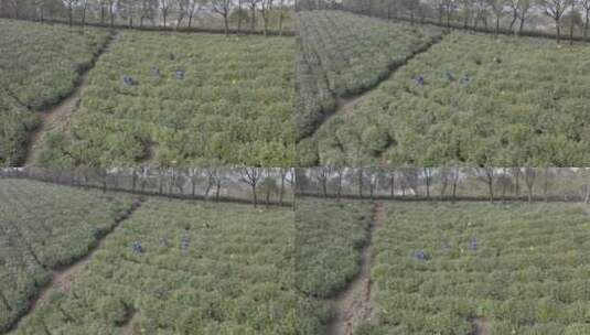 茶厂采茶航拍风光农业Dlog调色达芬奇可调色高清在线视频素材下载