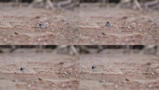 沙滩上觅食的小鸟水鸟高清在线视频素材下载