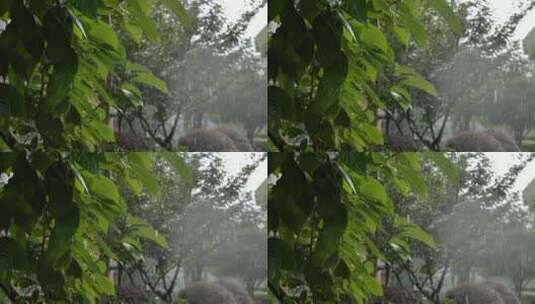 下雨天雨水击打的树叶高清在线视频素材下载