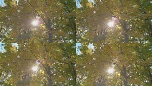 秋景秋天里金黄唯美的阳光银杏树树叶高清在线视频素材下载