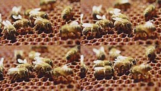 蜂巢中的蜜蜂高清在线视频素材下载