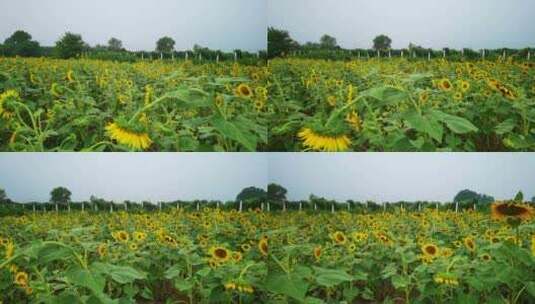 4K高清实拍太阳花向日葵种植园特写高清在线视频素材下载