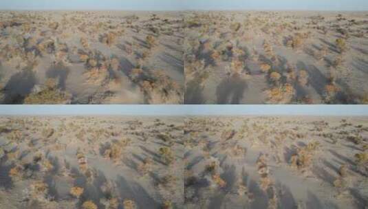 新疆塔克拉玛干沙漠成片的胡杨林高清在线视频素材下载