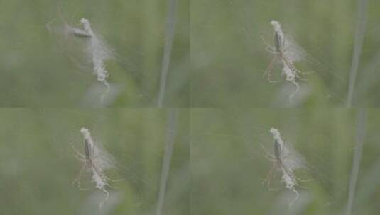 蜘蛛织网LOG视频素材高清在线视频素材下载