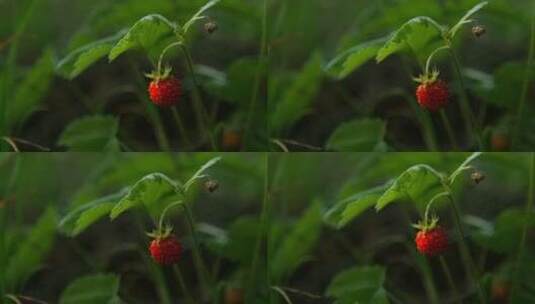 将野生草莓近距离拍摄到野外高清在线视频素材下载