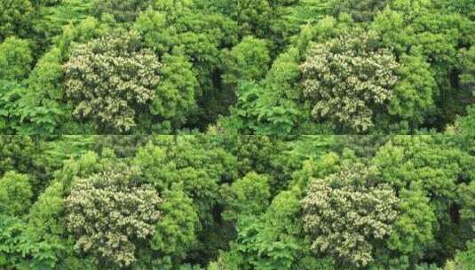 森林小树林特写狂风吹打树叶随风摇曳摇摆动高清在线视频素材下载