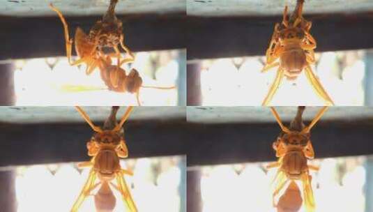 黄色毒刺纸黄蜂飞虫在窗户上筑巢高清在线视频素材下载