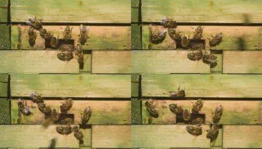 蜜蜂飞回蜂巢高清在线视频素材下载