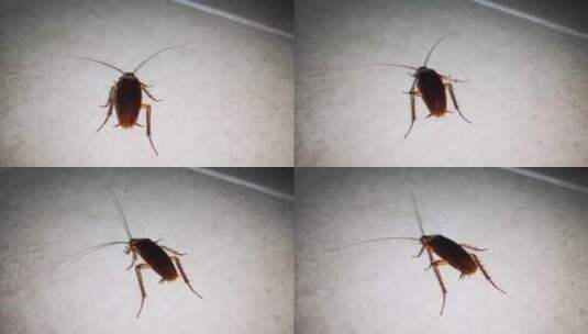 蟑螂晚上在浴室一楼行走高清在线视频素材下载