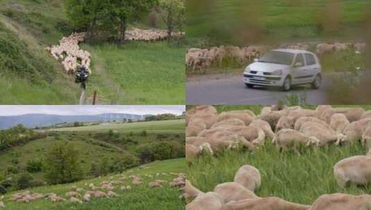 法国米约罗克福奶酪厂放羊七百只四处走动高清在线视频素材下载