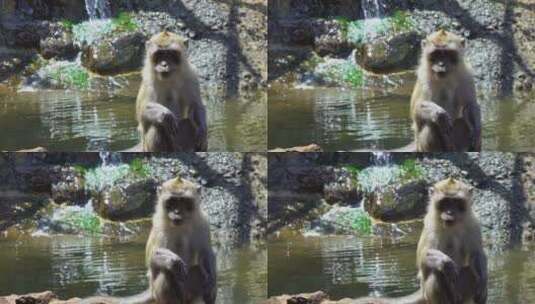 坐在水边的猕猴高清在线视频素材下载