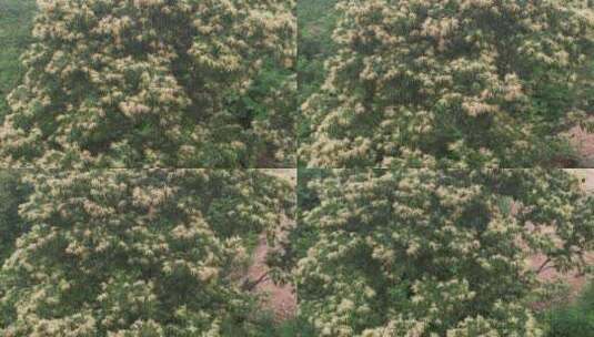 航拍环绕威海正棋山中开花的板栗树高清在线视频素材下载